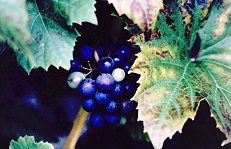 Grapes, Selbourne